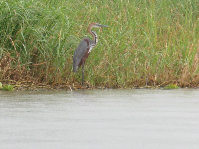 IMG_8448.JPG - Llac Chamo. Garça.