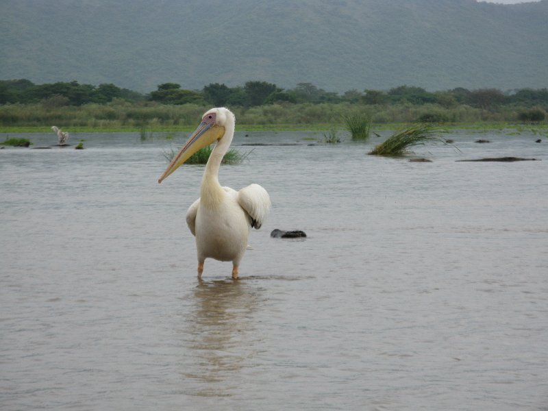 IMG_8459.JPG - Llac Chamo. Pelícan