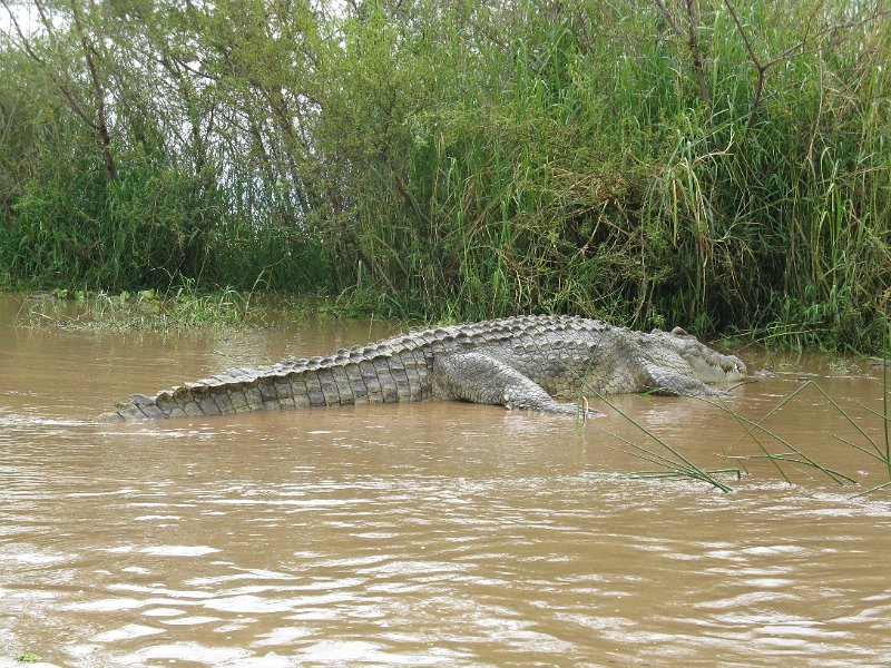 IMG_8472.JPG - Llac Chamo. Cocodril