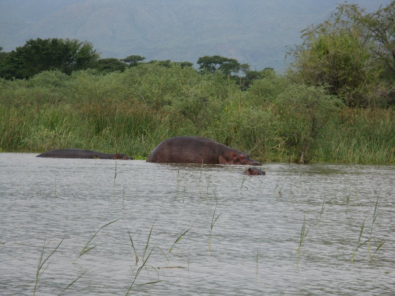 IMG_8479.JPG - Llac Chamo. Hipopòtams.