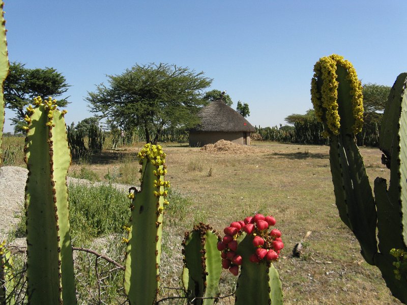 IMG_8897.JPG - De Sodo a Shashemene.