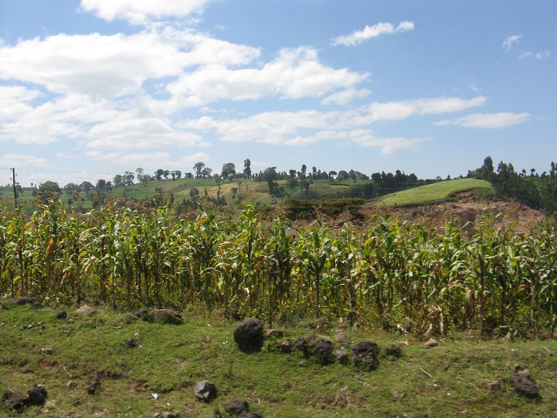 IMG_8913.JPG - Camps de dacsa en territori Oromo.