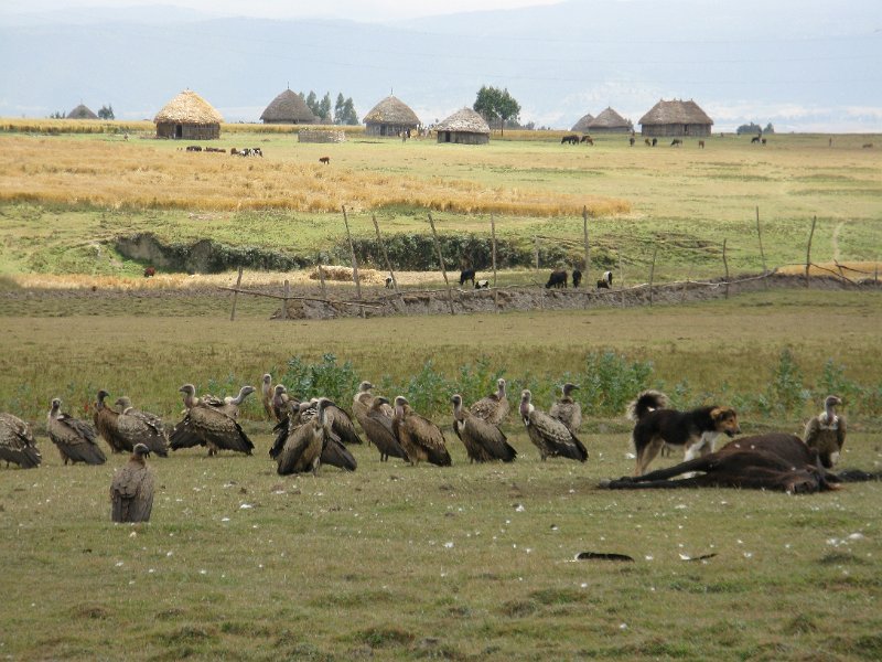 IMG_8945.JPG - Voltors i cavall mort.