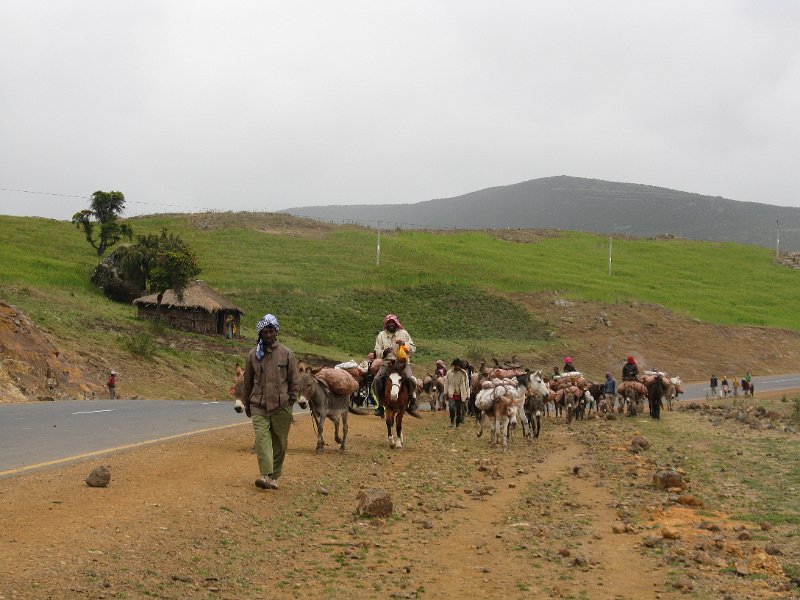 IMG_8997.JPG - Tornant del mercat amb les cavalleries.