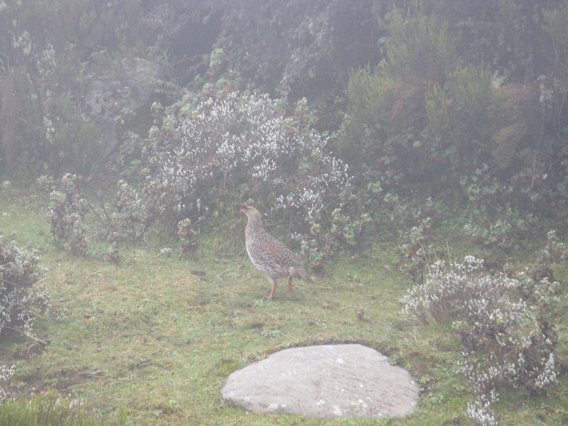 IMG_9036.JPG - Perdiu