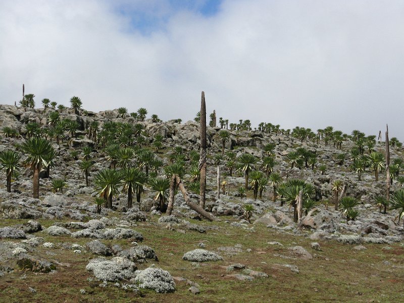 IMG_9044.JPG - Lobèlies