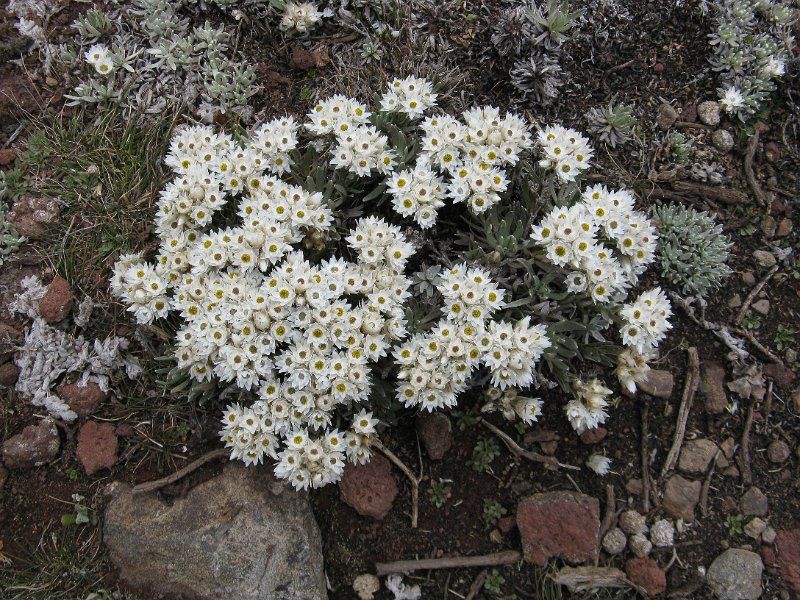 IMG_9061.JPG - sempre viva