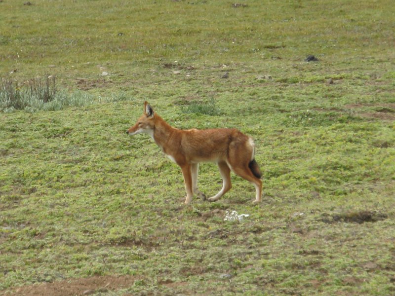 IMG_9082.JPG - El llop etíop en perill d'extinció.