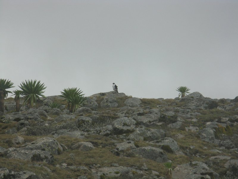 IMG_9090.JPG - lobèlies i àguila