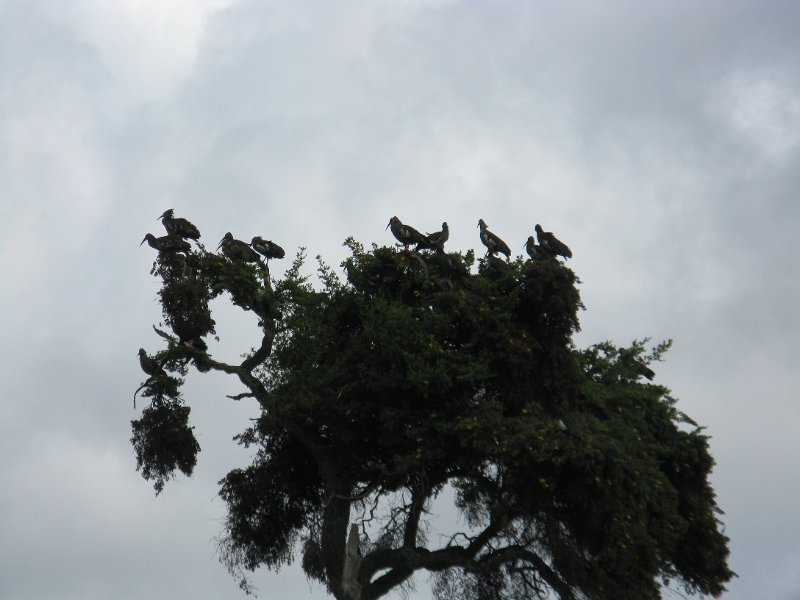 IMG_9095.JPG - Ibis al capvespre