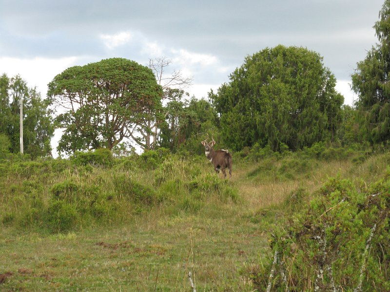 IMG_9102.JPG - Nyala mascle