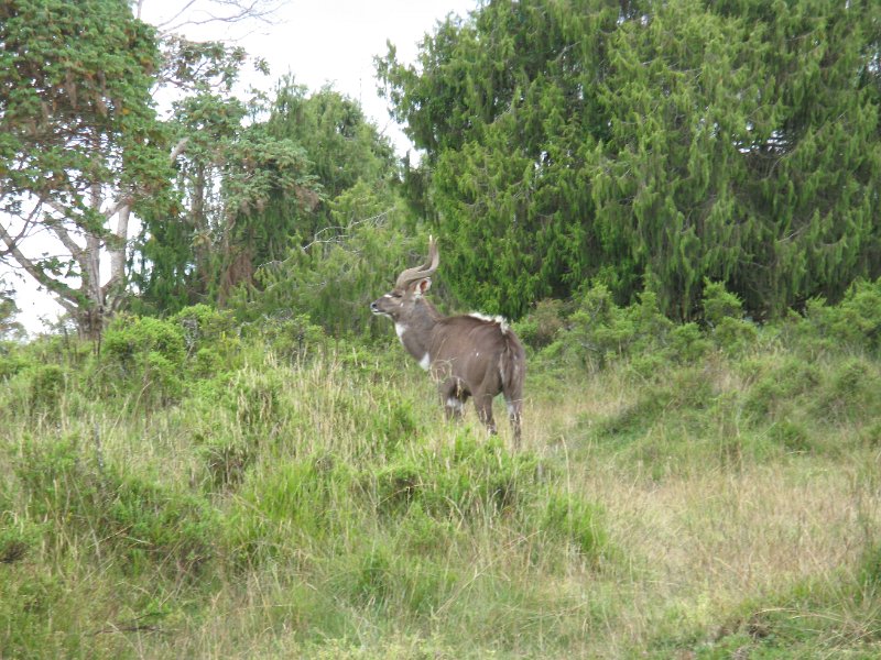 IMG_9103.JPG - Nyala mascle