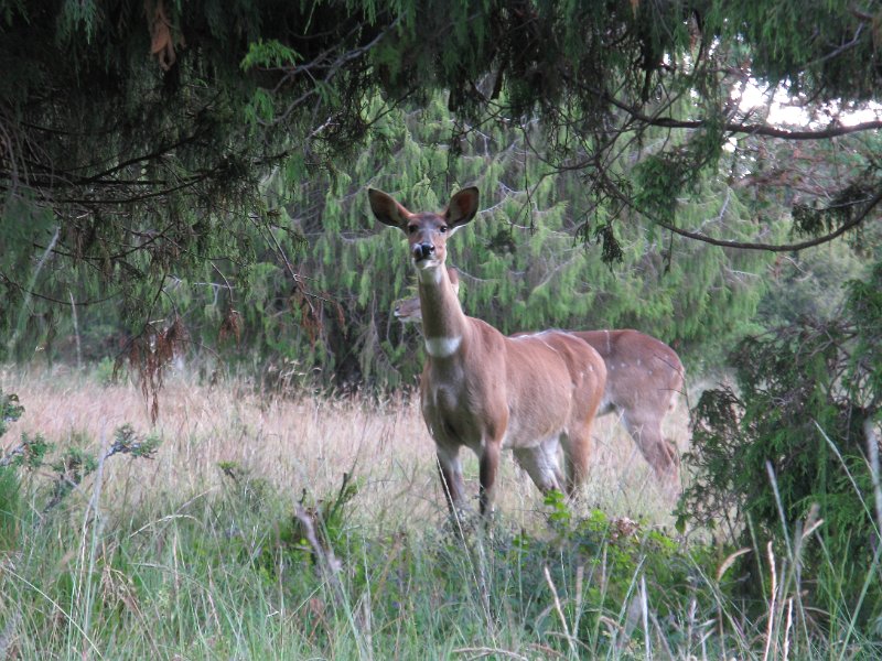 IMG_9110.JPG - Nyala femella.