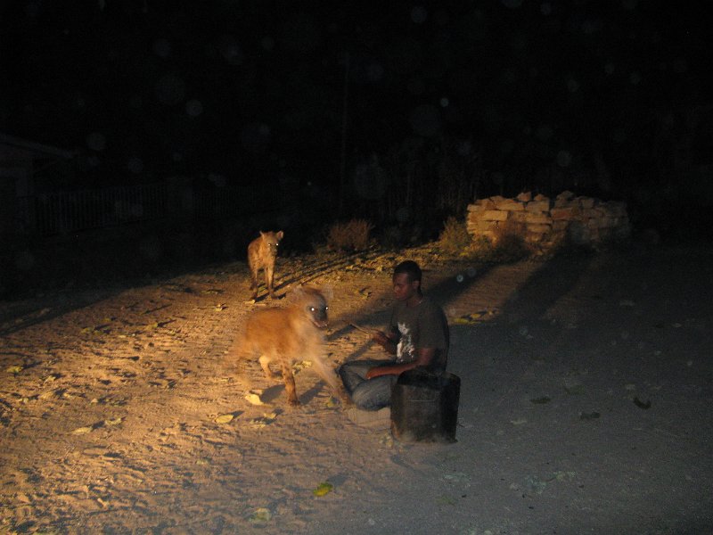 IMG_9536.JPG - l'hora de les hienes