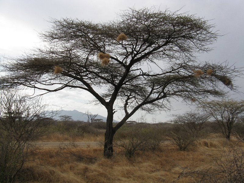 IMG_9560.JPG - parc d'Awash. Acàcia abissínia i teixeidors