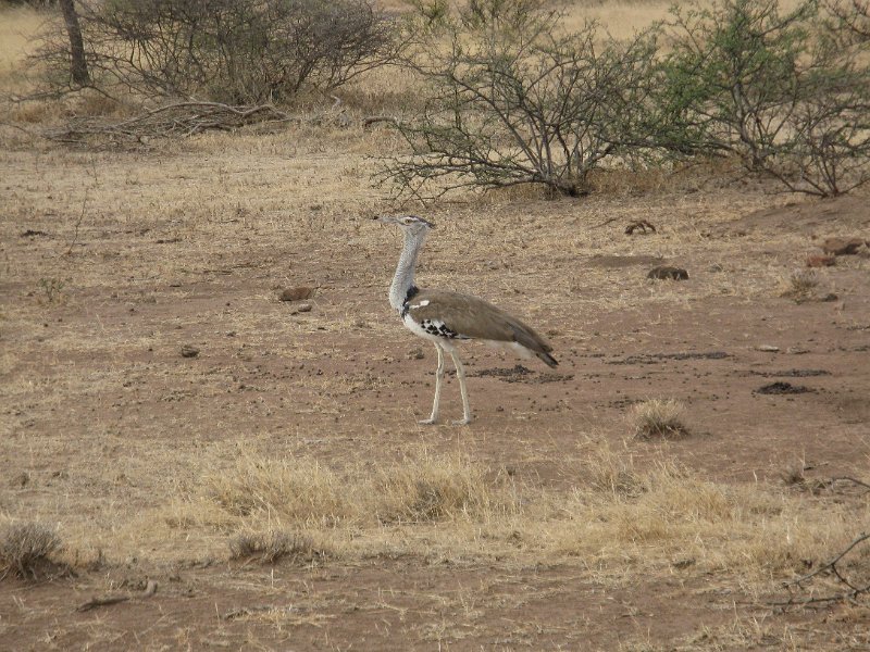 IMG_9570.JPG - Abutarda