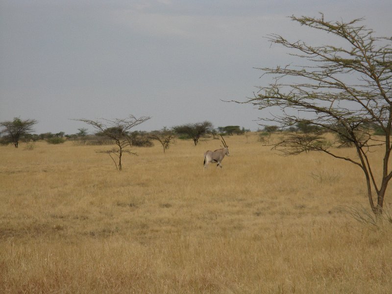 IMG_9572.JPG - Òrix