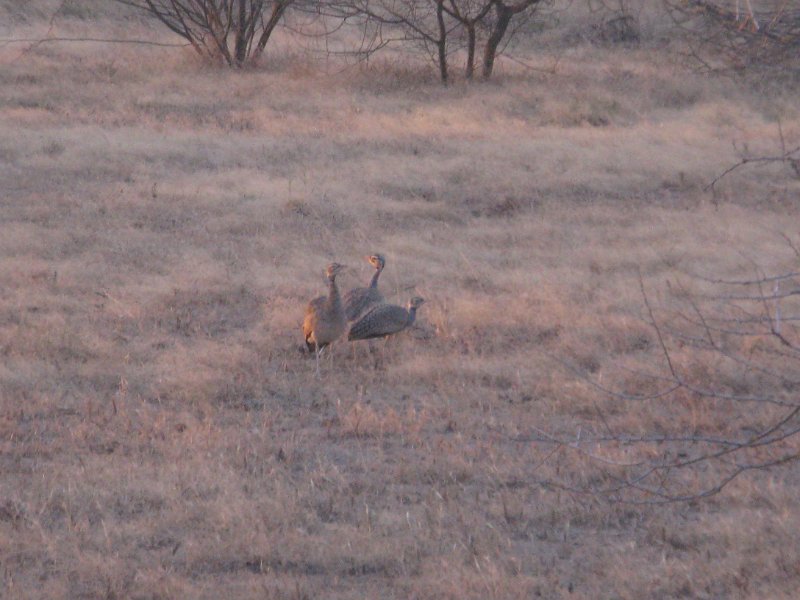 IMG_9588.JPG - Pintades