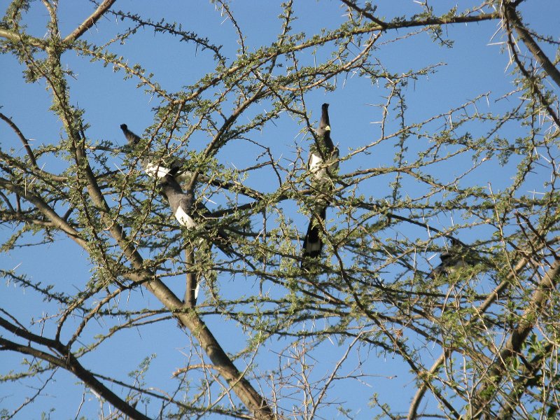 IMG_9612.JPG - Ocells