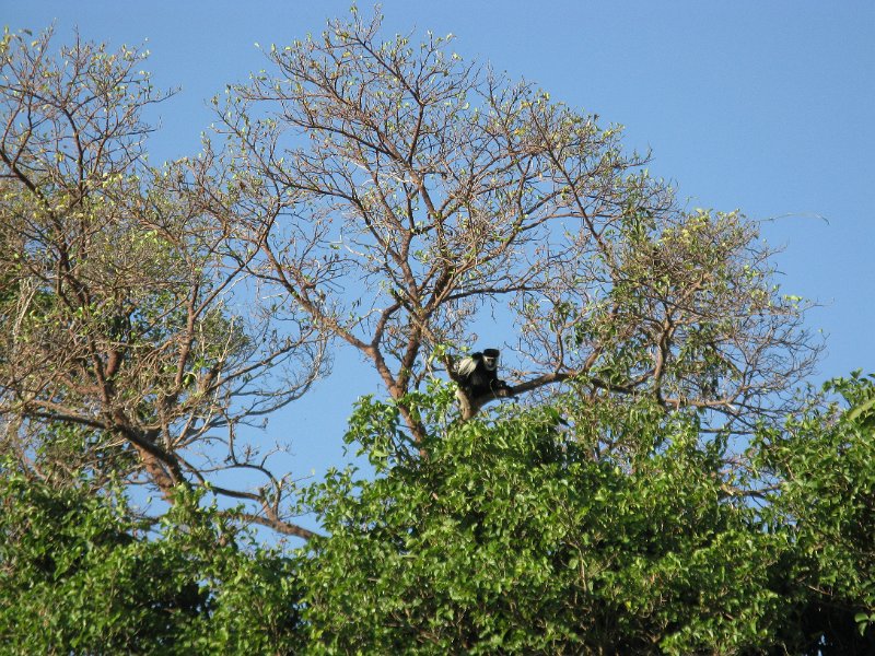 IMG_9620.JPG - Colobos