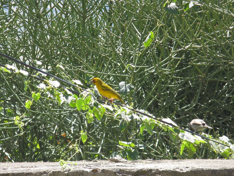 IMG_9730.JPG - canari?