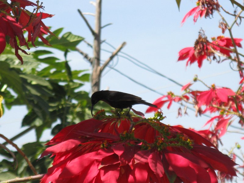 IMG_9733.JPG - colibrí