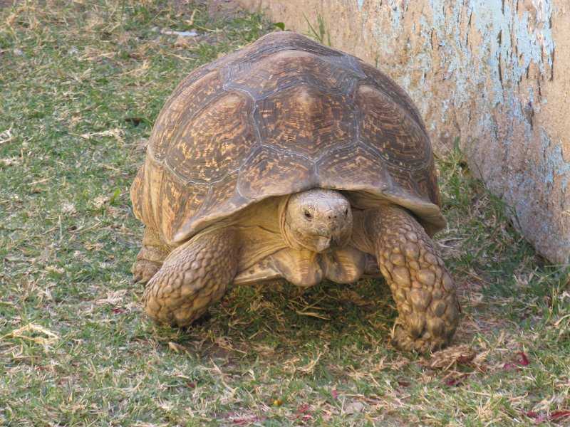 IMG_9738.JPG - tortuga