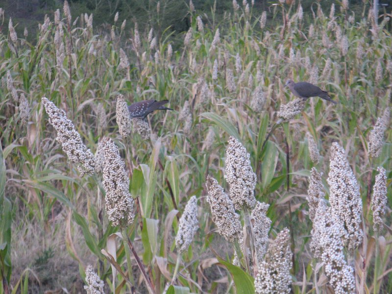 IMG_9759.JPG - sorgo i tórtores