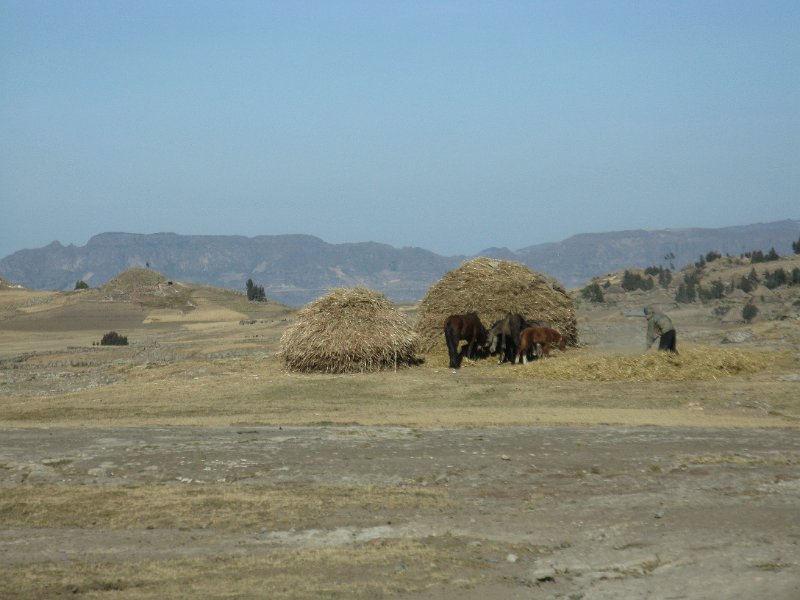 IMG_9788.JPG - aventant el gra