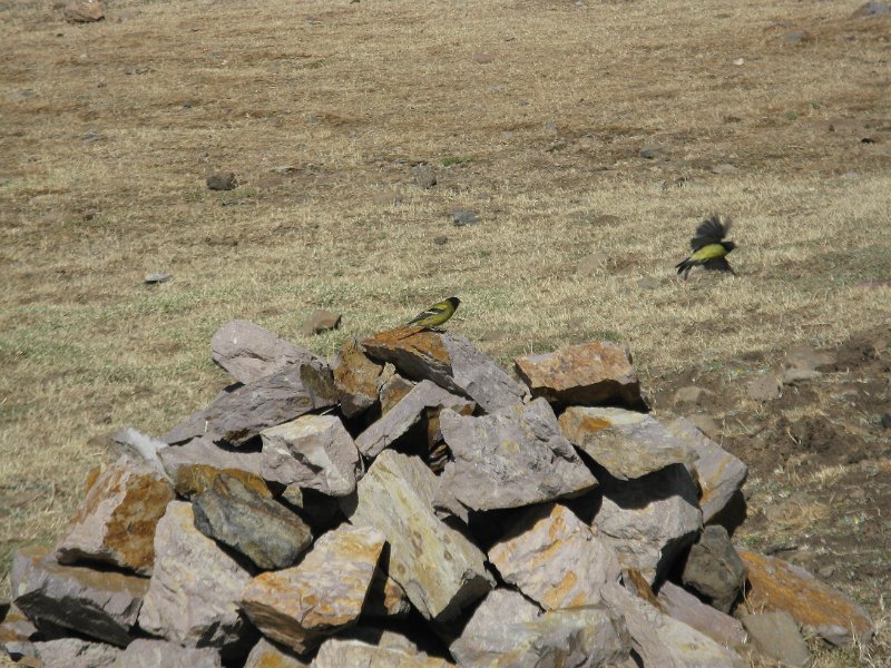 IMG_9803.JPG - ocellets