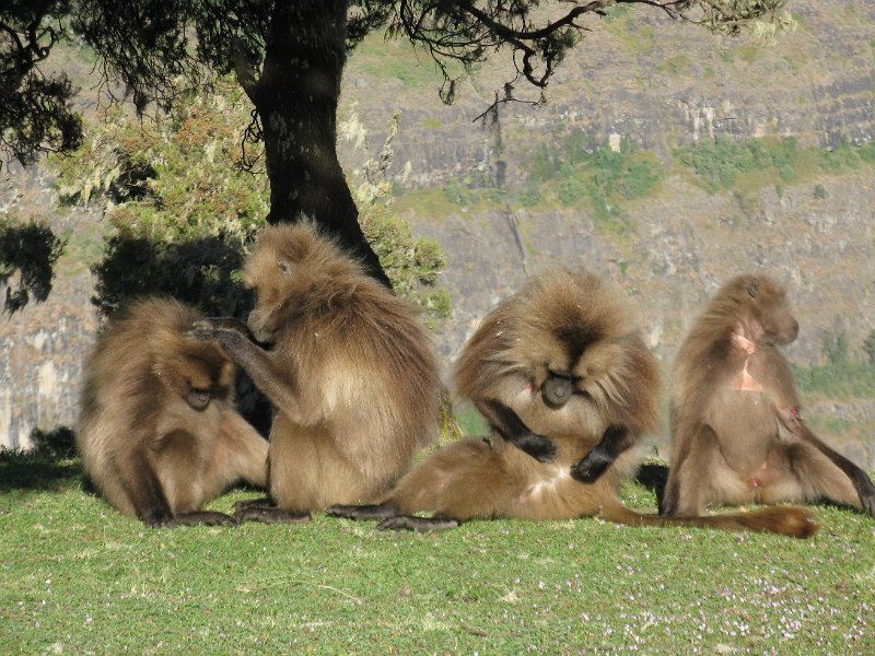 imh_0109.JPG - Babuins gelada esplugant-se