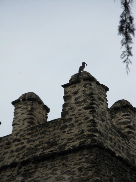 imh_0227.JPG - Ocell pic-corb