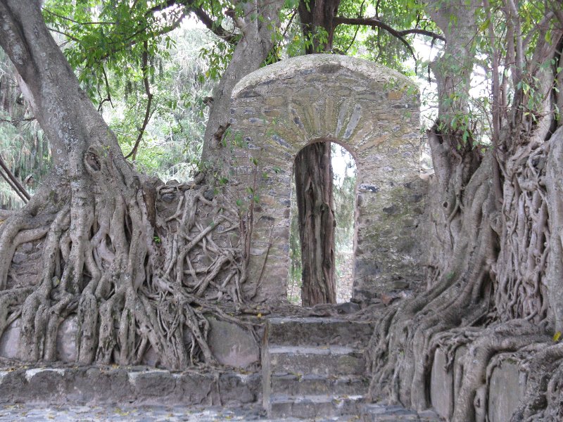 imh_0228.JPG - Arrels dels ficus.
