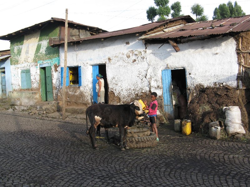 imh_0236.JPG - carrer cases i bestiar