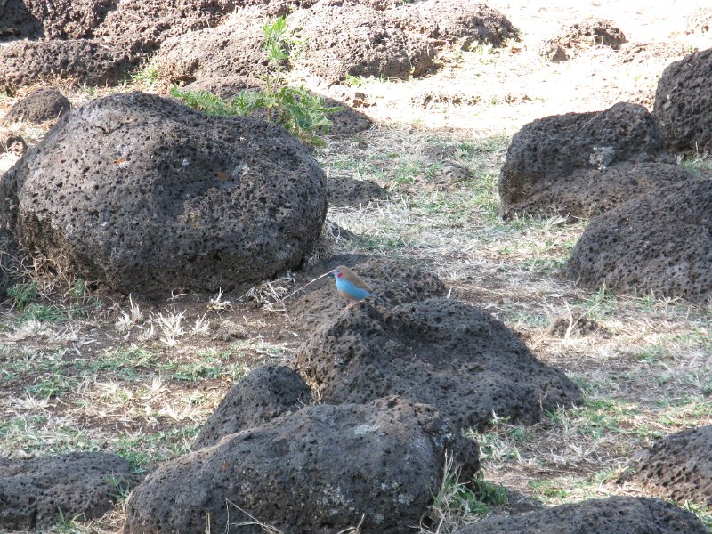 imh_0285.JPG - ocellet