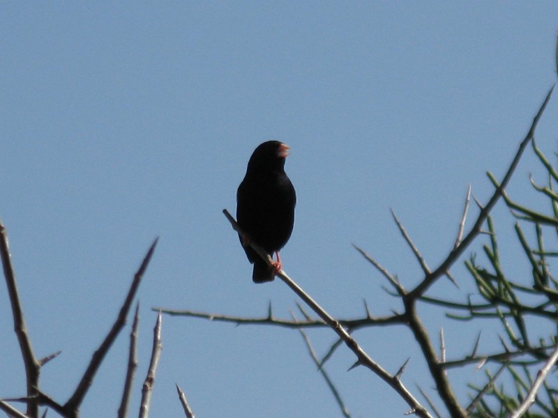 imh_0287.JPG - pinçó negre