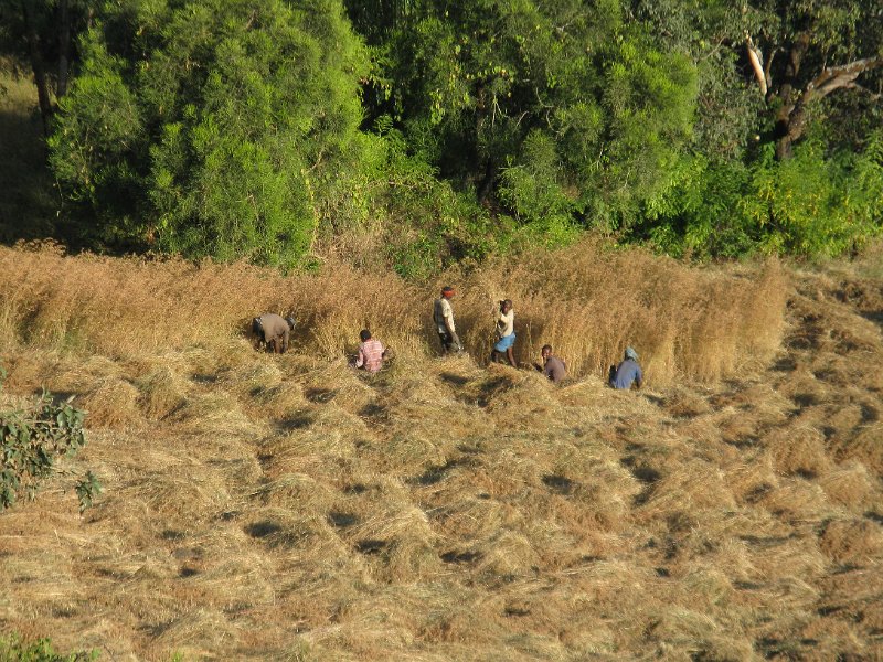 imh_0315.JPG - Segant blat