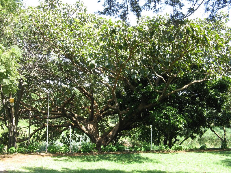 imh_0395.JPG - Ficus jardí de l'hotel de Bahar Dar.