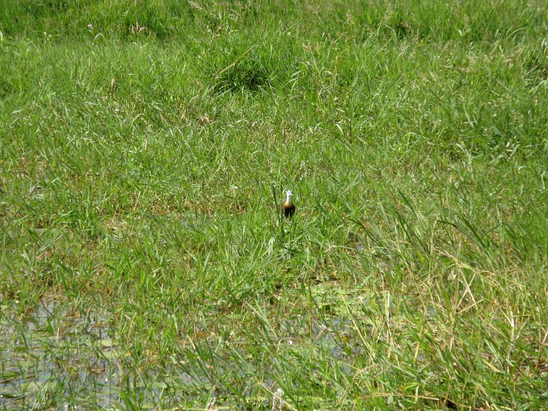 imh_0398.JPG - Polleta