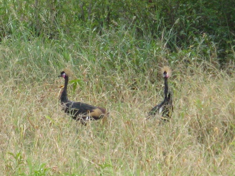 imh_0406.JPG - Cigonyes coronades