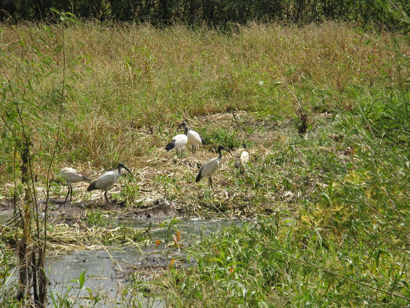 imh_0408.JPG - Ibis