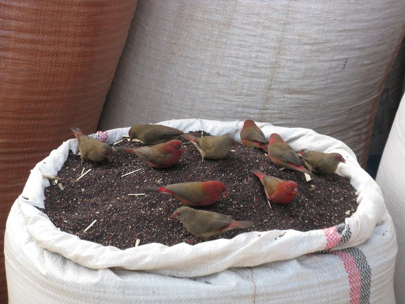 imh_0418.JPG - Mercat de Bahar Dar. Pinçons