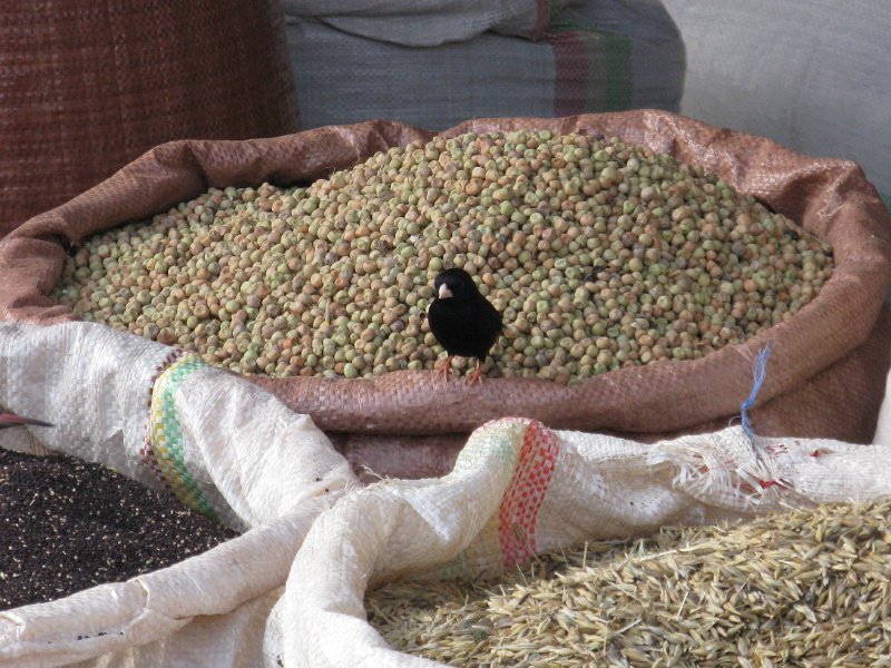 imh_0420.JPG - Pinçó negre