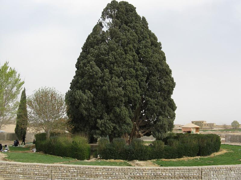 IMG_0206.JPG - Xiprer mil·lenari. Lloc per dinar de pic-nic.