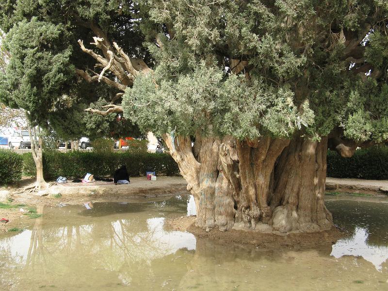 IMG_0207.JPG - Soca del xiprer.