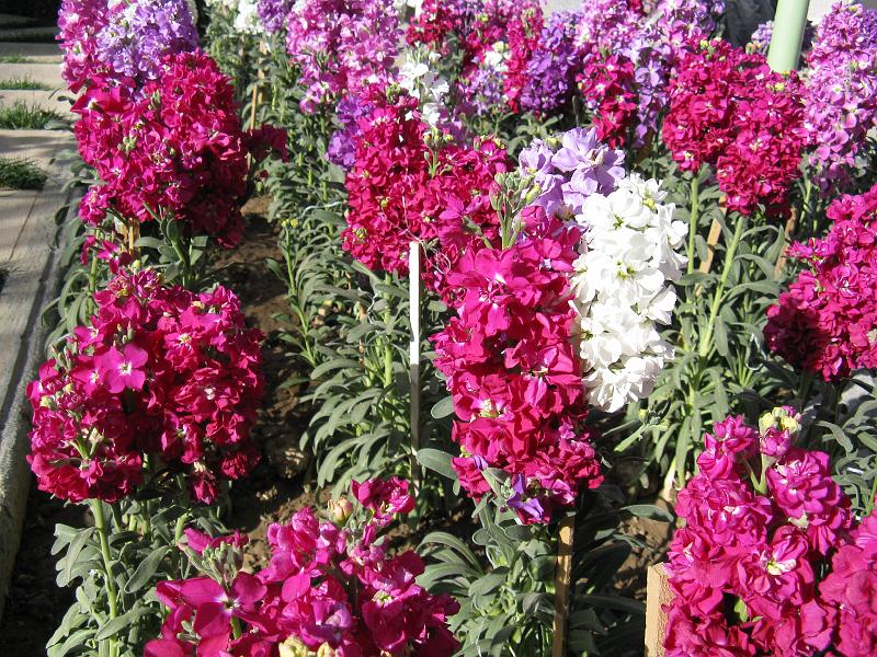 IMG_0477.JPG - Isfahan. Pati de l'hotel ??? vora la Madrasa.