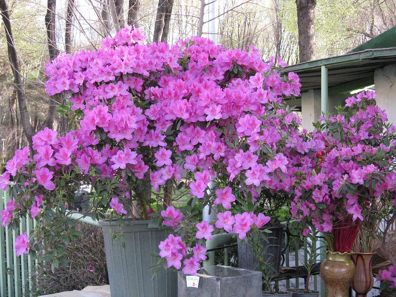 IMG_0484.JPG - Isfahan. Flors.