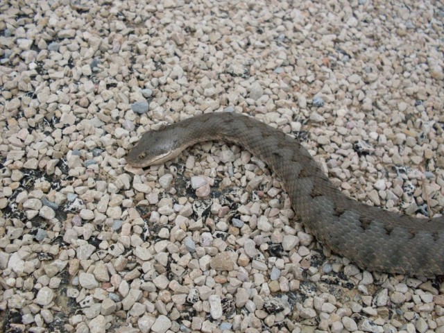 Pulsar para ver la imagen original