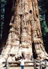 Sequoia gigante. California. 1995