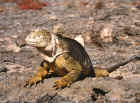 Iguana en Islas Plazas. Gal�pagos. Ecuador 1999